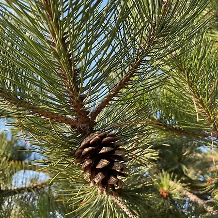 アパート Pod Sosnami